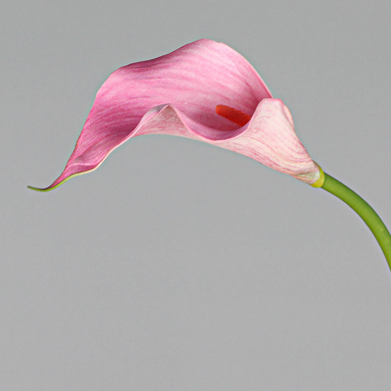 5 Dark Pink-small