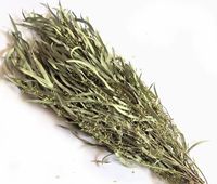 Groothandel Gedroogde Eucalyptus 10 Stengels Per Bundel Gedroogde Bloemen voor Bruiloft Valentijnsdag Thanksgiving Kerstmis Huisdecoratie