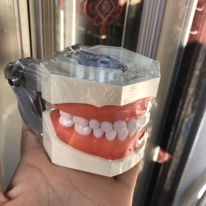 Resina Typodont staccabile 28 32 dente modello di formazione dentale manuale insegnamento orale per gli studenti dentisti apparecchiature ortodontiche - Product Image 6