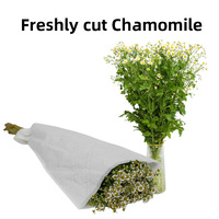 Bunga Chamomile Segar Beraneka Warna Langsung Dari Sumbernya Bunga Chamomile Yunnan untuk Wanita