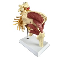 Modelo Anatómico de Pelvis y Columna Lumbar Humana de PVC Ecológico para Ciencias Médicas, Equipo Educativo Neuromuscular de Cadera