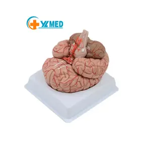علم الطبي جذع الدماغ تسع أجزاء هيكل الدماغ عصبية تقسيم الدماغ مجسم الدماغ الصغير التعاليم قابلة للفصل