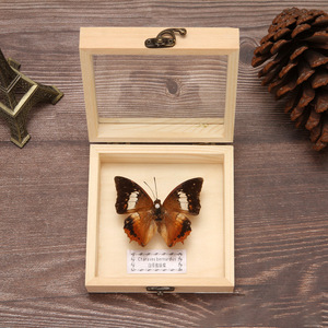 Boîte à spécimens de papillons, boîte en bois avec couvercle transparent, boîte de rangement pour spécimens d'insectes et de plantes, boîte de présentation de spécimens de papillons en bois - Product Image 1