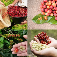 Éplucheur de fruits frais à essence/diesel haute efficacité 700 kg/h, équipement de transformation du café frais