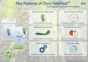 Натуральный Ферментативный гидролиз, экстракт водорослей ламинарии, фукоидан, порошок лиственных листьев, удобрение - Product Image 3