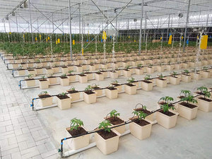 ระบบปลูกพืชไร้ดินแบบไฮโดรโปนิกส์ครบชุด Lyine ถังปลูกแบบดัตช์ ถังปลูกแบบ <span class=keywords><strong>Beto</strong></span> สำหรับปลูกพริกหอม - Product Image 5