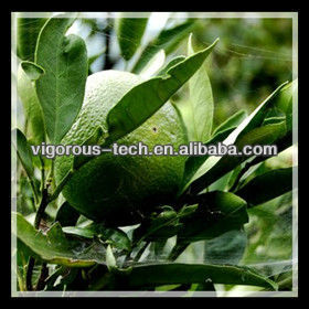 Édulcorant naturel <span class=keywords><strong>NHDC</strong></span> 98% en poudre - Product Image 3