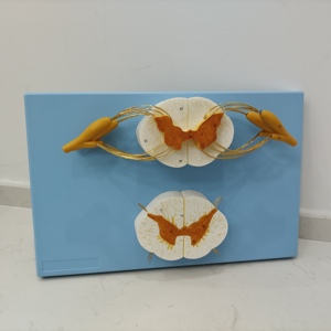 Medical Science Education 10 Times Magnification Bone Marrow Nerve Branches Transverse Section Spinal Cord Model for Training - Product Image 1