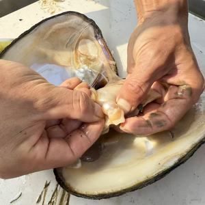 <span class=keywords><strong>Almejas</strong></span> de ostras de <span class=keywords><strong>perlas</strong></span> vivas Edison redondas cultivadas en agua dulce por encima de 12mm <span class=keywords><strong>con</strong></span> embalaje al vacío para envío - Product Image 3