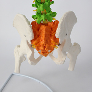 Modèle de colonne vertébrale pour l'enseignement de la rééducation osseuse, squelette humain médical, modèle de colonne vertébrale humaine flexible grandeur nature adulte 1:1 - Product Image 2