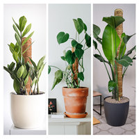 Poteau d'escalade en fibre de coco empilable pour Monstera, 16 pouces de hauteur, pour jardin et serre, vente en gros usine