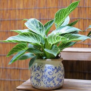 Maceta de Cerámica de Estilo Vintage con Efecto Envejecido, Boca Redonda, Esmalte Agrietado, Diseño de Porcelana Azul y Blanca; Maceta; Jardinera - Product Image 2