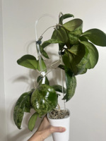 Treillis pour plantes en acrylique transparent de 12 pouces de hauteur pour les plantes grimpantes Hoya et les plantes d'intérieur