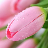 Bouquet de fleurs artificielles en soie de tulipes de haute qualité, fleurs de printemps pour la décoration de la maison, mariage, arrangement en vase, vente en gros OEM