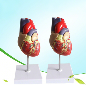 Patolojik analiz için şeffaf PVC kalp modeli | Hastalık simülasyonu - Product Image 4