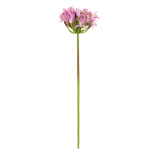 ก้านดอกอะกาแพนทัสประดิษฐ์ยาว 80 ซม. หลายสี ก้านดอกอะกาแพนทัสปลอม - Product Image 3