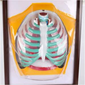 Sistema respiratorio humano modelo anatómico dinámico eléctrico 3D modelo de enseñanza biológica modelo de sistema respiratorio pulmonar - Product Image 2