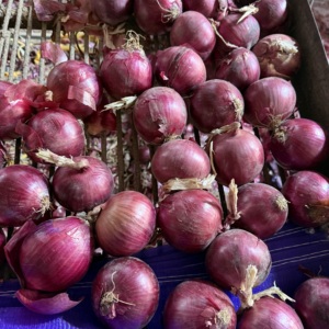 Cebolla Roja de Shandong, Cosecha 2026, 8cm, Fresca, 10kg, Producto de Rich Farmer, Enviada <span class=keywords><strong>a</strong></span> Canadá - Product Image 4