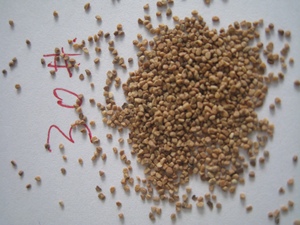 Sandblasting <strong>Walnut</strong> <strong>Shell</strong> 0.5 Granules Dry Grit 16 Mesh <strong>Walnuts</strong> <strong>Shell</strong> - Product Image 3
