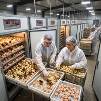 Équipement d'élevage avicole entièrement automatique, couveuse pour 176 œufs, machine d'incubation, incubateurs à œufs de poulet