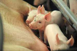 Thức ăn phụ gia Glycerol monolaurate gml90 - Product Image 5