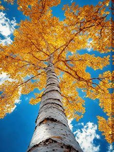 Stampa su tela con paesaggio moderno <span class=keywords><strong>e</strong></span> albero, stampa digitale - <span class=keywords><strong>Arte</strong></span> da parete - Product Image 2