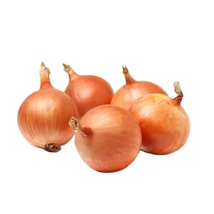 Bulk Onions Fresh Competitive Price