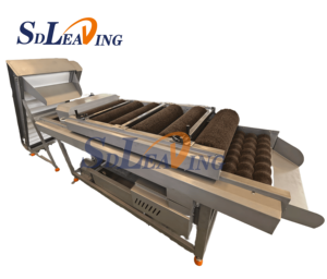 Ligne de nettoyage et de séchage de jujubes Medjool Barhee, machine de lavage et de tri de dattes de palmier - Product Image 3