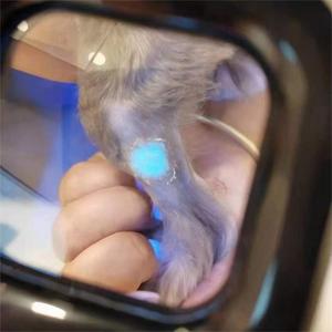 Lámpara de Wood Veterinaria para Examen de Piel, Luz Ultravioleta para Diagnóstico y Análisis Cutáneo - Product Image 6