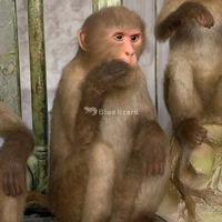 Modèles de Singes Animatroniques Réalistes, Faits à la Main, de Simulation