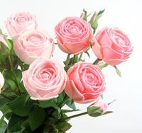 Fleur artificielle de haute qualité, sensation hydratante, cœur rose irlandais, décoration de la maison, touche réelle rose