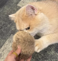 Jouet pour chat en vraie fourrure de lapin avec pompon, pour un jeu silencieux, adapté aux chatons et aux animaux de compagnie, idéal pour les intérieurs de voiture et les vêtements
