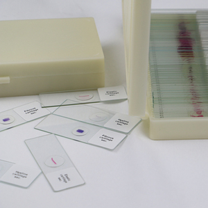 Lames préparées sur mesure pour microscopes de biologie et de sciences médicales, incluant des lames de chromosomes salivaires de Drosophila pour usage universitaire - Product Image 4