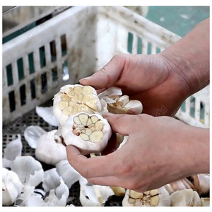 Máquina Cortadora de Raíces de Ajo Seco Industrial, Cortadora de Raíces de Ajo Fresco y Seco para Rebanadas de Ajo Deshidratado - Product Image 2