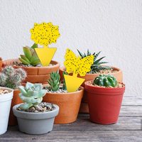 Pièges à moucherons de forme personnalisée, design irrégulier unique pour l'entretien des plantes d'intérieur