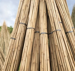 Tokin canne di bambù/pali/pali di bambù grezzo pali di bambù canne giganti camera da letto partizioni di bambù decorazione e costruzione della casa - Product Image 1