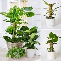 Poteau de soutien pour plantes en fibre de coco naturelle, support pour plantes grimpantes, bâton de soutien pour plantes grimpantes