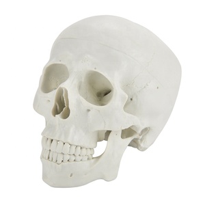 Mô Hình Hộp Sọ Kích Thước Cuộc Sống Củ<span class=keywords><strong>a</strong></span> Con Người CBM-003A, Mô Hình Hộp Sọ Giải Phẫu Y Tế Giáo Dục - Product Image 1