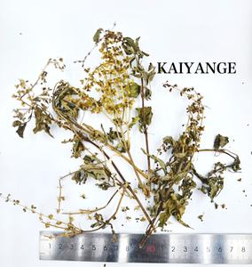 KAIYANGE Meilleure vente feuille de basilic sacré séché feuille de <span class=keywords><strong>Tulsi</strong></span> feuille Ocimum Sanctum sachet de thé coupé TBC thé coupé T-CUT infusions d'herbes en vrac - Product Image 2