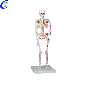 Медицинские модели с дисукуляцией 85 см, 180 см, модель анатомического скелета человеческого тела, реальный размер