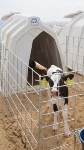 송아지 사육용 플라스틱 실내 우리, 100% 버진 폴리에틸렌 송아지 펜 - Product Image 6