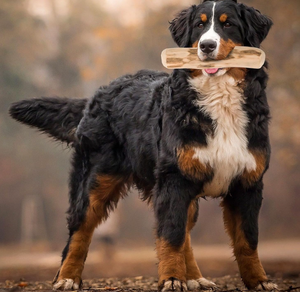 Juguete Masticable de Madera Ecológico para Perros, Palo de Madera de Café para Cachorros, Limpieza Dental, Alivio del Estrés - Product Image 4