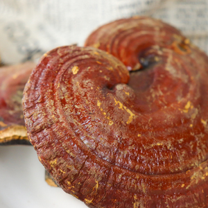 Linh Chi Linh Chi Toàn Bộ Khô Linh Chi Linh Chi Đỏ Linh Chi <span class=keywords><strong>Lucidum</strong></span> - Product Image 4