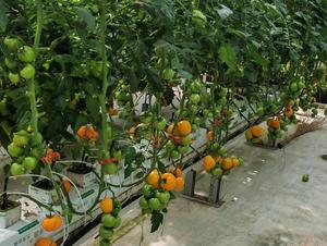 Serre hydroponique de chanvre à vendre - Product Image 2