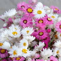 Rodan burung Rhodans buket bunga kering bunga aster kecil diawetkan rhodana putih kecil Helichrysum rhodium kering