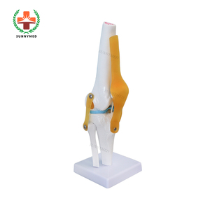 SY-N005 3D funcional <span class=keywords><strong>de</strong></span> <span class=keywords><strong>la</strong></span> articulación <span class=keywords><strong>de</strong></span> <span class=keywords><strong>la</strong></span> <span class=keywords><strong>rodilla</strong></span> modelo con fémur tibia y peroné meniscos y rótula - Product Image 2