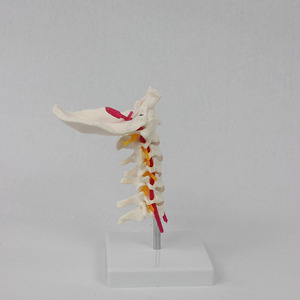 Modèle de colonne cervicale naturelle grandeur nature à 7 sections avec os occipital, aide pédagogique médicale pour la colonne cervicale, directement du fabricant. - Product Image 1