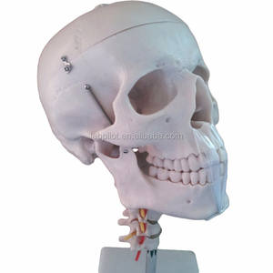 Modelo de cráneo adulto con vértebra cervical, modelo de cráneo y <span class=keywords><strong>cuello</strong></span> - Product Image 3