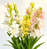 Bulbos de Tuberosa de Doble Flor y Múltiples Cabezas, Polianthes Tuberosa Blanca Fragante para Jardinería y Paisajismo, Venta al por Mayor