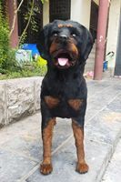 Chien Rottweiler réaliste grandeur nature en cuir véritable, accessoire d'Halloween pour la décoration intérieure et la photographie, design personnalisé, effrayant